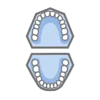 Occlusal Surface View.webp